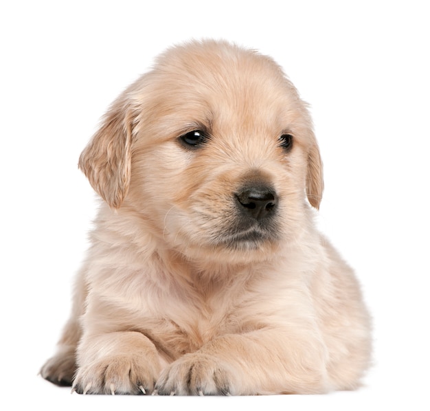 Golden Retriever puppy, 4 weeks old, lying 