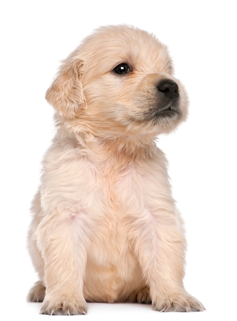 Golden Retriever puppy, 4 weeks old