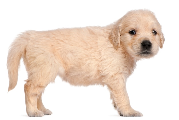 Golden Retriever puppy, 4 weeks old