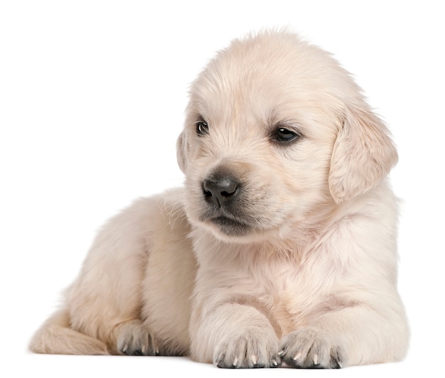 Golden retriever puppy, 4 weeks old