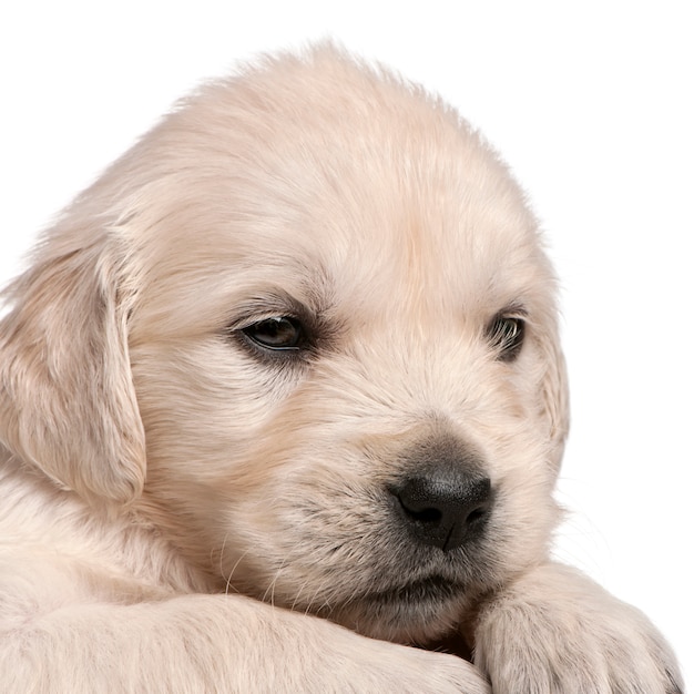 Golden Retriever puppy, 4 weeks old