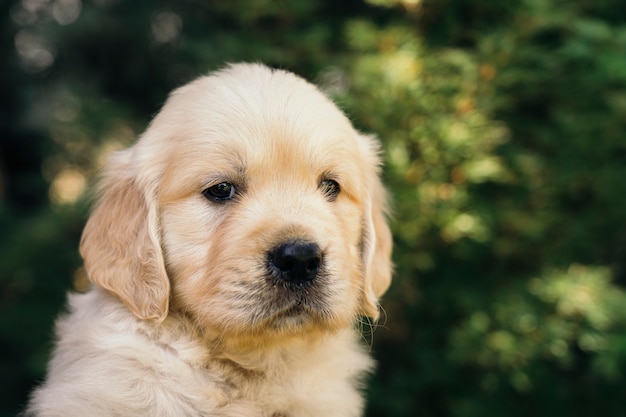 ゴールデン・リトリーバーの子犬のクローズアップの屋外のポートレート