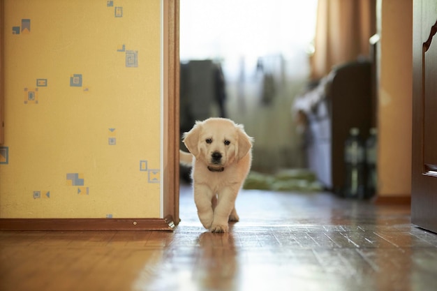 ゴールデンレトリバーの子犬かわいいゴールデンレトリバーの子犬