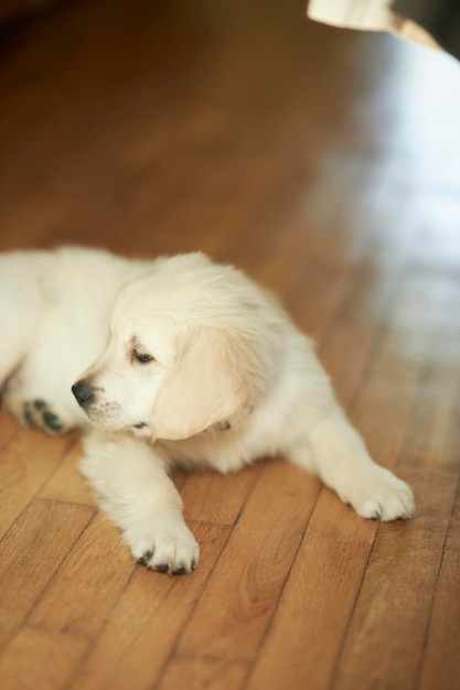 Golden retriever puppy cute golden retriever puppy