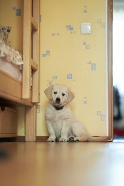 Golden retriever puppy cute golden retriever puppy