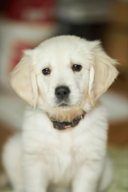 ゴールデンレトリバーの子犬かわいいゴールデンレトリバーの子犬