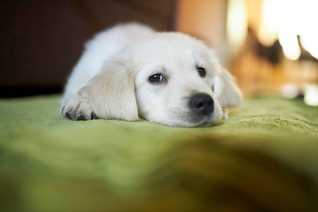 Golden retriever puppy cute puppy of golden retriever lies\
resting