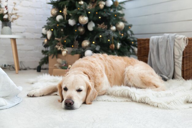 Golden retriever puppy dog nap on white artificial fur coat near Christmas tree with decoration, balls, lights and presents in boxes. Pets friendly  scandinavian style hotel or home room.