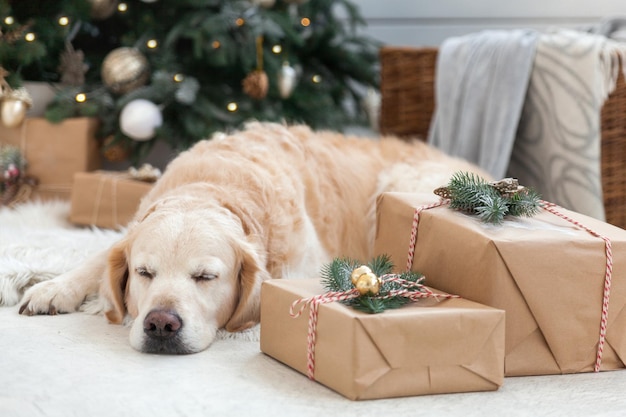 골든 리트리버 강아지는 장식, 공, 조명, 선물이 상자에 담긴 크리스마스 트리 근처의 흰색 인조 모피 코트에서 낮잠을 자고 있습니다. 애완 동물 친화적 인 스칸디나비아 스타일 호텔 또는 홈 룸.