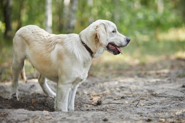 写真 ゴールデンレトリバーの子犬 ゴールデンレトリバーの子犬が公園の地面に立つぼやけた背景