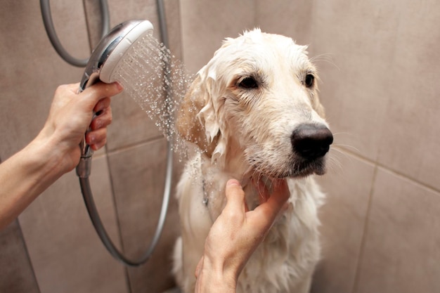 Golden retriever-puppy is aan het baden in de badkamer. De man maakt de hond schoon in de douche