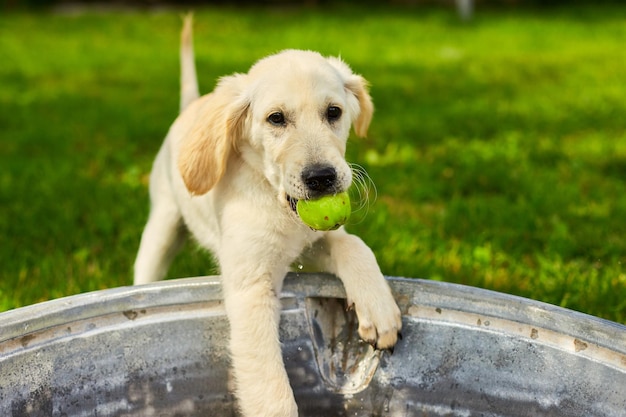 ゴールデン・レトリバーの子犬が庭で水とボールで遊んでいます