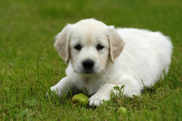 Foto golden retriever puppy ligt met een appel