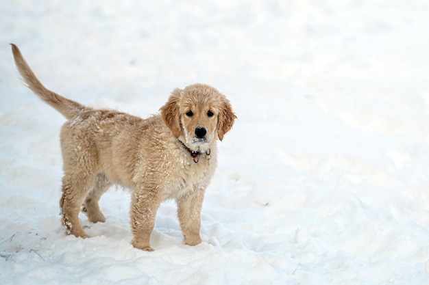golden retriever puppy playing in the snow