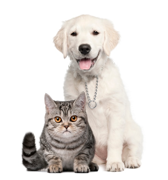 Golden Retriever puppy sitting next to a British Shorthair