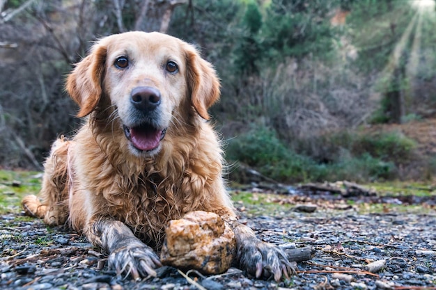 森で遊ぶことで濡れたゴールデンレトリバーの子犬高解像度と高品質の写真