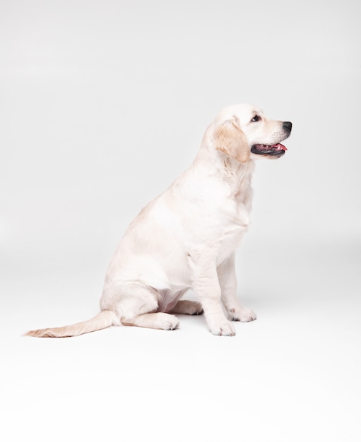 Golden retriever puppy on white