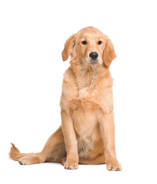 Foto cucciolo di golden retriever con 5 mesi.