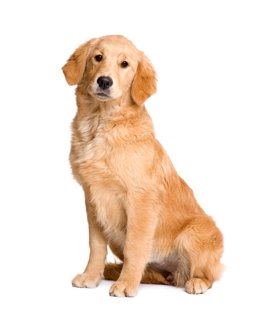 Golden Retriever puppy with 5 months.