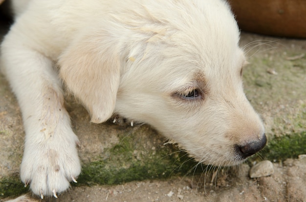 Golden Retriever Puppy Young dog