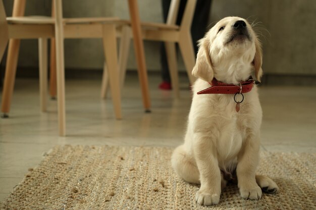 ゴールデンレトリバーの子犬