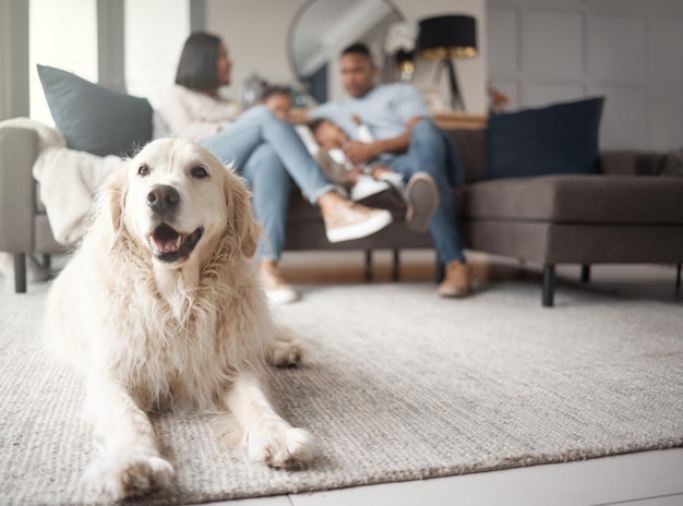 Photo golden retriever resting and carpet family in the background on the sofa in portrait on a sofa for leisuredog relaxing and floor with owners on the couch with happiness in a closeup in lounge