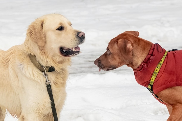 ゴールデン ・ リトリーバーとリッジバック犬が明るい背景に冬にお互いに対して