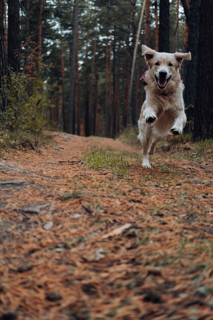 Golden retriever running through the forest