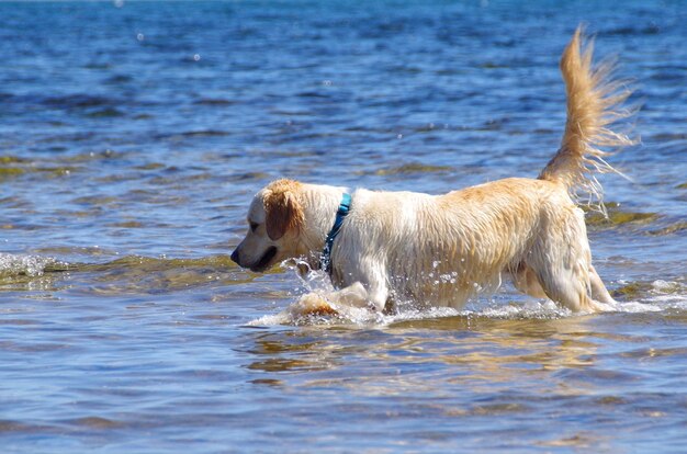 Golden retriever in sea