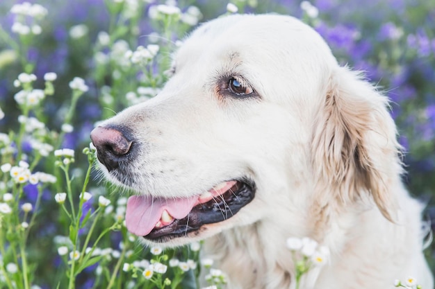 Photo golden retriever sits in a field with purple flowers