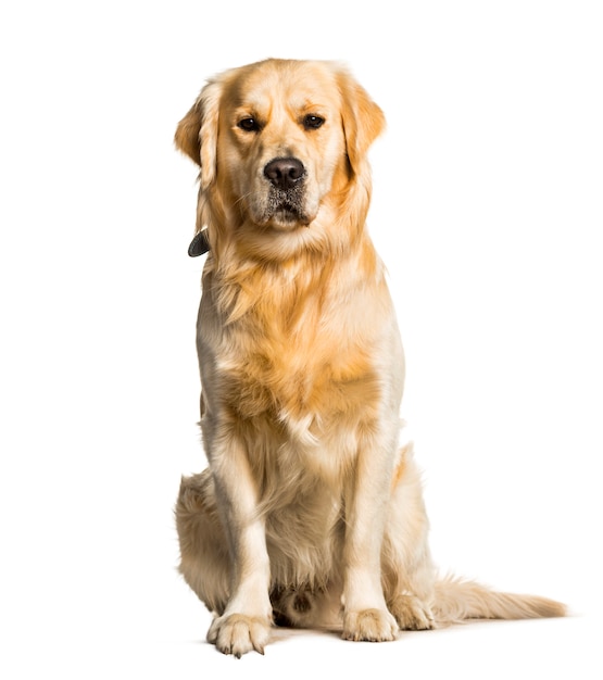 Photo golden retriever sitting against white background