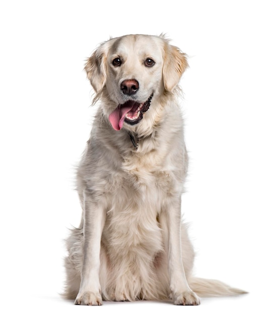 Golden Retriever sitting against white background