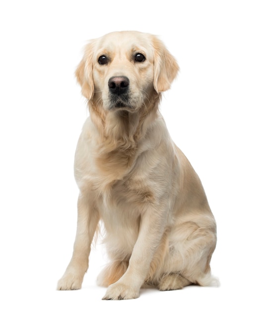 Golden Retriever sitting alert isolated on white