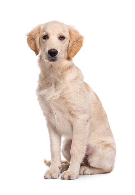 Golden retriever sitting in front of a white wall