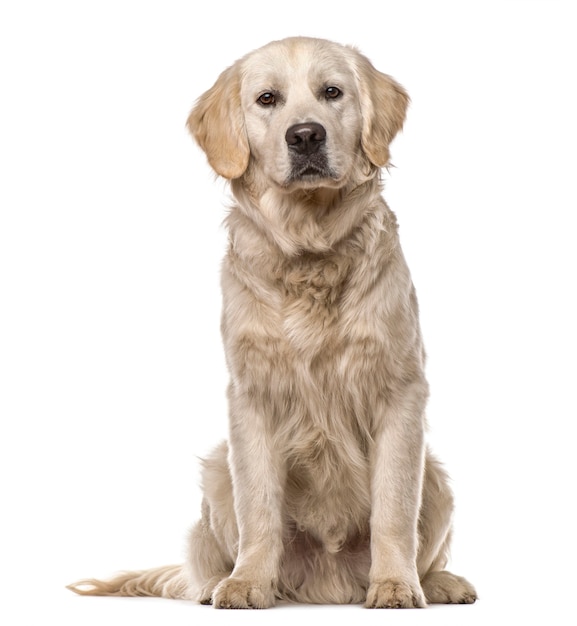 Golden Retriever sitting, isolated on white