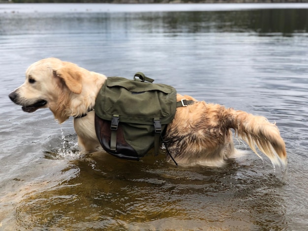 Foto golden retriever speelt op het strand met zijn rugzak