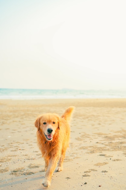 Golden retriever spelen in het water op het strand hondenrassen op zomervakantie