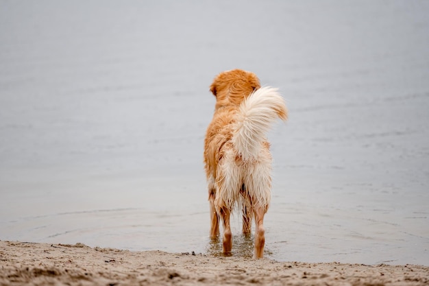 Golden retriever stands on sandy shore looking at water from behind