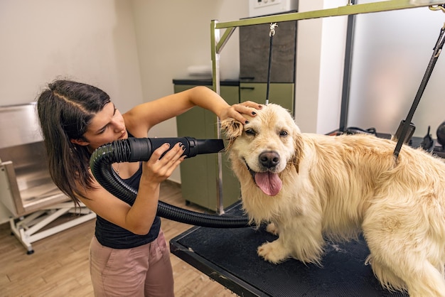 Golden retriever stands on the table