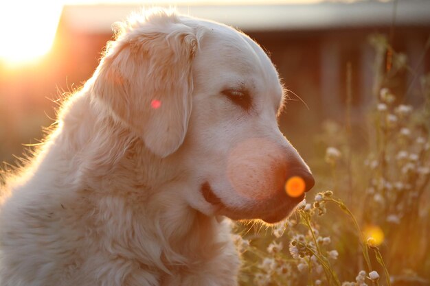 golden retriever in sunlight in the garden