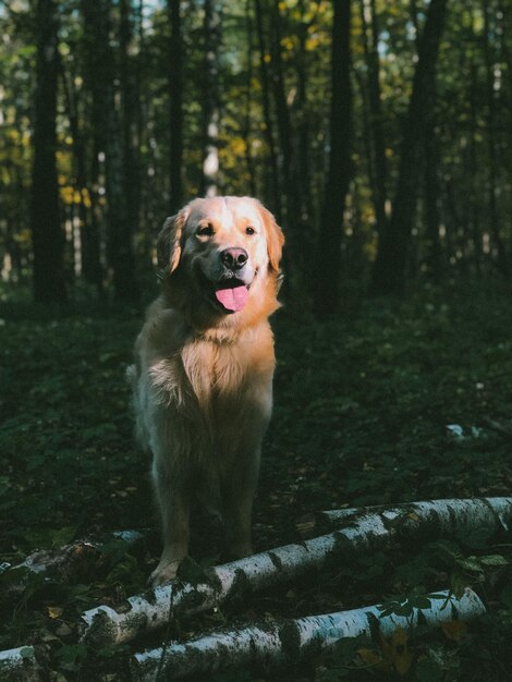 Photo golden retriever vegas