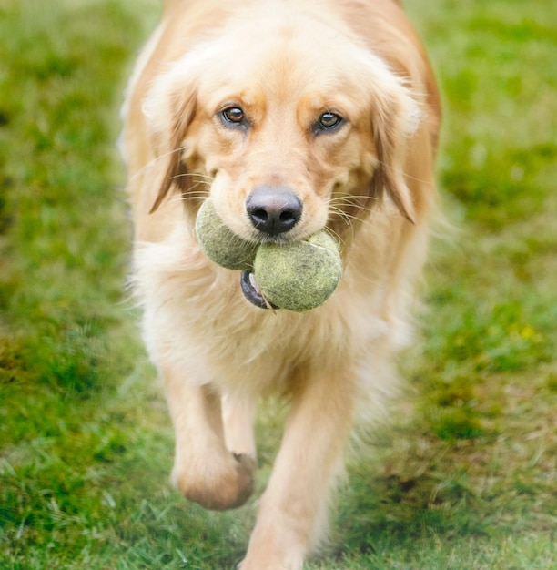 Golden retriever with 2 tennis balls