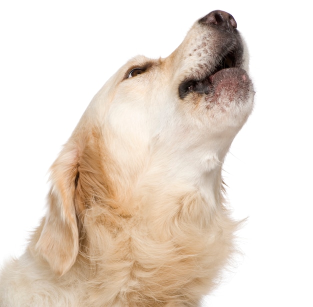 Golden retriever con 2 anni.