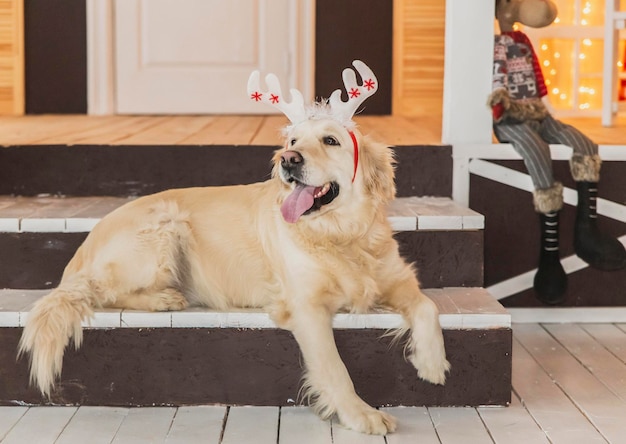 A golden retriever with antlers is sitting on the porch. Christmas decorations