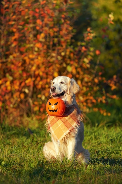 写真 市松模様のバンダナとゴールデンレトリバーは公園に座って、ハロウィーンのバケツを保持します