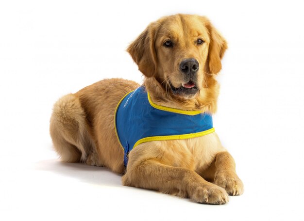 golden retriever with a harness