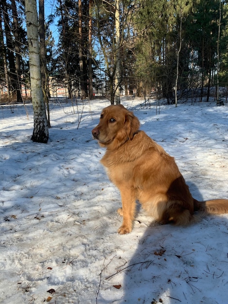 Golden Retriever zit aan de rand van een winterberkenbos