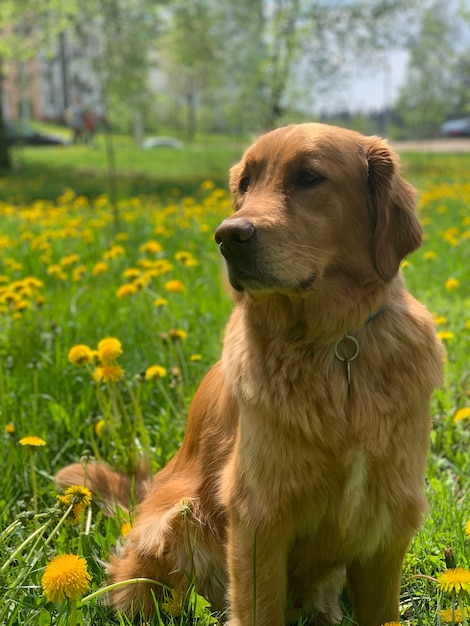 Golden retriever zit op een veld met gele paardebloemen en kijkt om zich heen