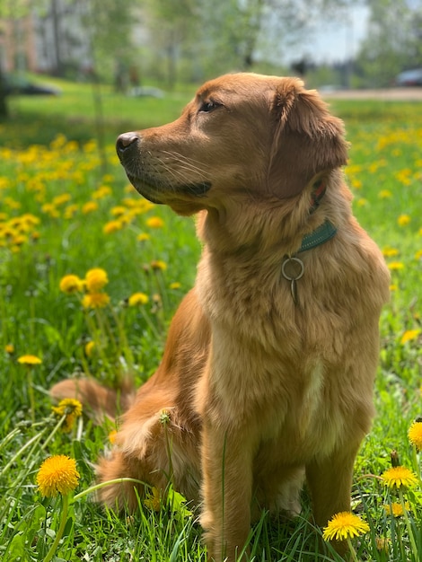 Golden retriever zit op een veld met gele paardebloemen en kijkt om zich heen