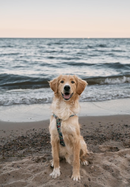 Golden retriever zittend op het zandstrand van de Oostzee Concept voor de zomeravonturen van een rasechte hond tijdens de vakantie aan zee